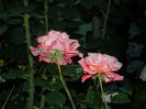 DSCN8519
