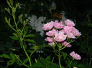DSCN8546