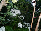 DSCN8553