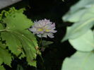 DSCN8554