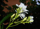 DSCN8555