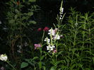DSCN8564