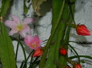 DSCN8601