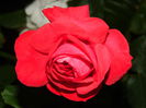 DSCN8612