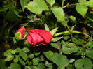 DSCN8656