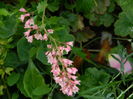 DSCN8664 Heuchera sanguinea (Saxifragaceae)