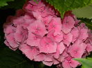 DSCN8684