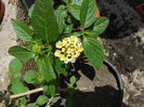 lantana alba