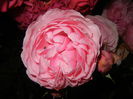 Rose Louise Odier (2014, June 06)