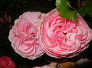 Rose Louise Odier (2014, June 06)