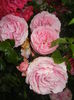 Rose Louise Odier (2014, June 07)