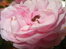 Rose Louise Odier (2014, June 07)