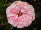 Rose Louise Odier (2014, June 07)