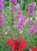 Lytrum salicaria (rachitan) si monarda