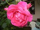 Rose Parade (2014, June 07)