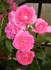 Rose Parade (2014, June 07)