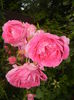 Rose Parade (2014, June 07)