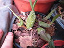 coelogine