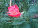 DSC09935