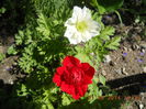 anemone