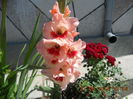 DSCN3166
