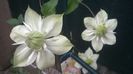 Clematis Alba Plena