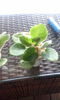 IMG-20140620-WA0018