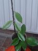 hoya samoensis