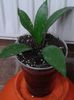 hoya fraterna