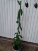 hoya cagayanensis