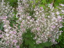 salvia sclarea roz