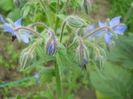 limba mielului(borago oficinallis)