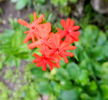 Lychnis chalcedonica