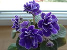 DSC00700