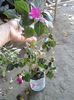 IMG-20140606-WA0002