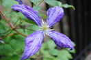 clematis Tie Dye, 21 iunie