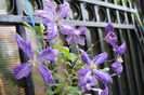 clematis Tie Dye