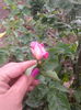 roz cu alb