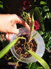 laelia