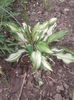 hosta