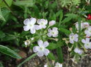 DSC00934