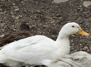 DSC00990