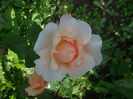ambridge rose