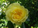 solero