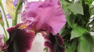 Camelot Rose