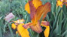 Iris spuria maron
