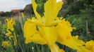 Iris spuria galben
