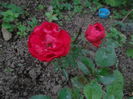 red morsdaq