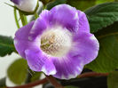 xGlosinningia Luci s Elegance