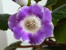 xGlosinningia Luci s Elegance